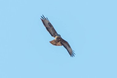 Bayağı şahin (Buteo buteo) uçuş mavi gökyüzünde