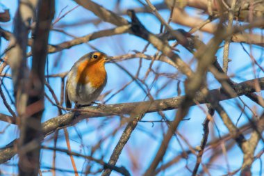 Şirin küçük kuş, Avrupa Robin, Roodborst dal
