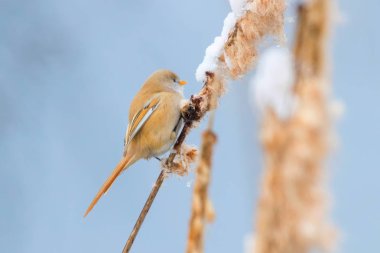 Şirin küçük kuş, sakallı memeler, kadın sakallı baştankara (panurus biarmicus)