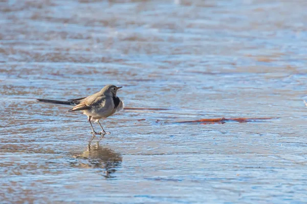 Λευκό Σουσουράδα Χαριτωμένο Μικρό Πουλί Motacilla Alba Στον Πάγο Παγωμένο — Φωτογραφία Αρχείου