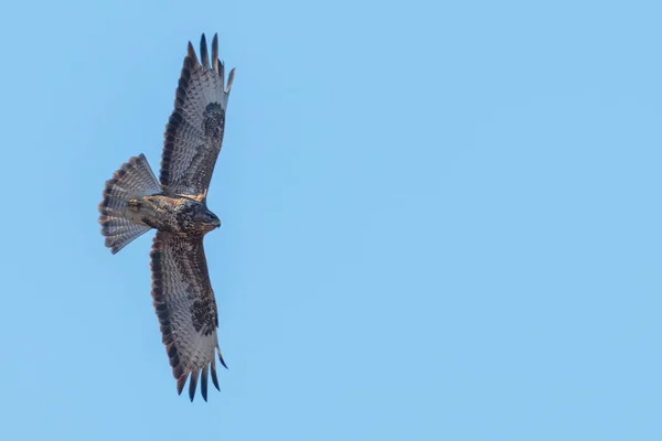 Bayağı Şahin Buteo Buteo Uçuş Mavi Gökyüzünde — Stok fotoğraf