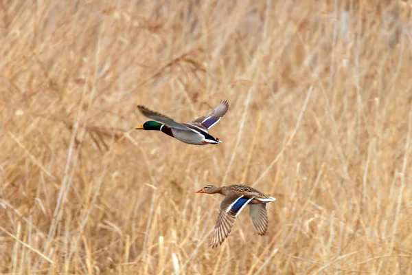 Mallard duck in flight, duck hunting season