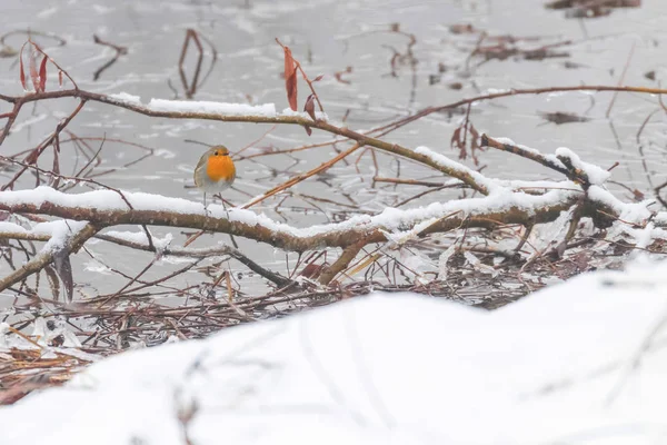 可爱的鸟欧洲罗宾 罗德波斯特白雪和冰冻的池塘 — 图库照片