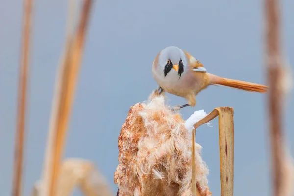 Cute Little Bird Bearded Tit Male Bearded Reedling Panurus Biarmicus — Stock Photo, Image