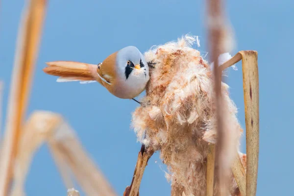 Симпатичная Маленькая Птица Синица Самец Камыша Panurus Biarmicus — стоковое фото