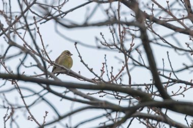 Ağaçta, kış zaman Florya Greenfinch erkek (Chloris chloris)
