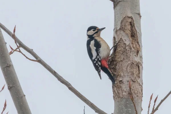 Buntspecht Baumstamm Dendrocopos Major — Stockfoto