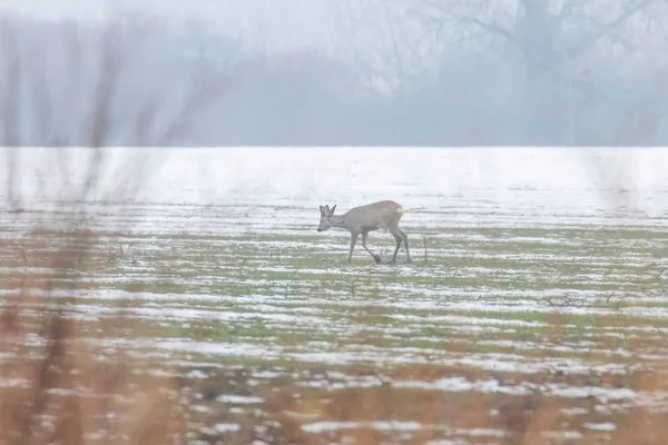 Ciervo Pastando Mañana Invierno Capreolus Capreolus — Foto de Stock