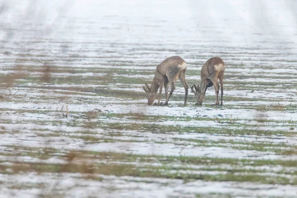 Téli Reggel Capreolus Capreolus Legeltetés — Stock Fotó