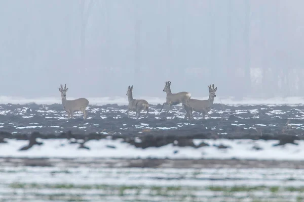 Capreolus Capreolus Téli Reggel Állomány — Stock Fotó