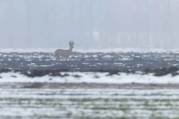 Ciervo Mañana Invierno Capreolus Capreolus — Foto de Stock