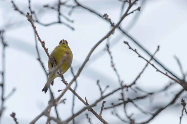 Greenfinch Male Chloris Chloris Tree Winter Time European Greenfinch — Stock Photo, Image