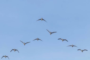 V formasyonunda uçan Büyük Beyaz Önlü Kazlar sürüsü, Mavi Gök