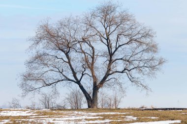 Kar bahar manzara erime ile bir alan üzerinde ağaç duran. 