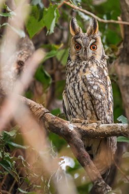 Bir ağacın (ASIO otus oturup uzun kulaklı Baykuş) 
