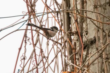 Uzun kuyruklu baştankara dalı (Bayağı uzunkuyruk) üzerinde küçük sevimli kuş