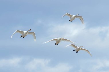 Kuğu (Cygnus rengi uçuş mavi gökyüzünde) 