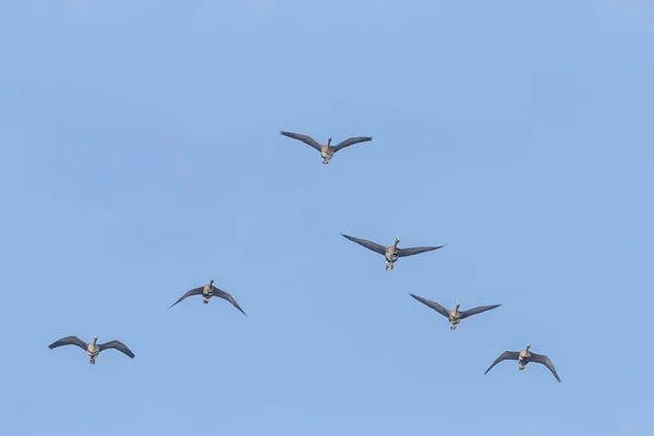 Schwarm Der Weißstirngänse Fliegt Formation Blauer Himmel — Stockfoto