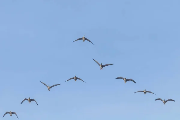 Flock Större Vita Fronterade Gäss Som Flyger Formation Blå Himmel — Stockfoto