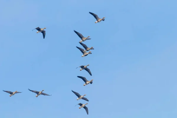 Schwarm Der Weißstirngänse Fliegt Blauer Himmel — Stockfoto