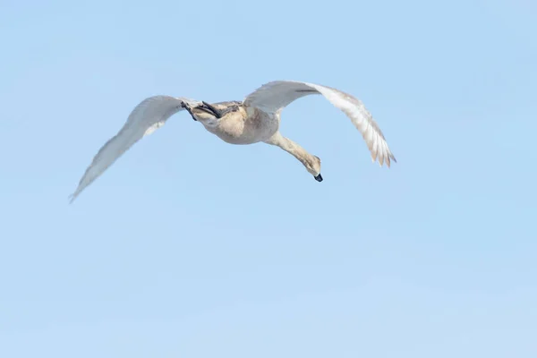 Cisne Mudo Voo Céu Azul Cygnus Olor — Fotografia de Stock