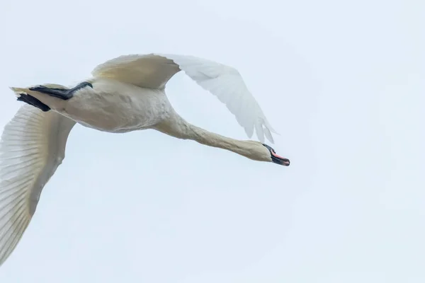 Cisne Mudo Voo Céu Azul Cygnus Olor — Fotografia de Stock