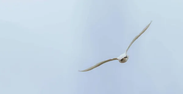Mute Swan Flight Blue Sky Cygnus Olor — Stock Photo, Image