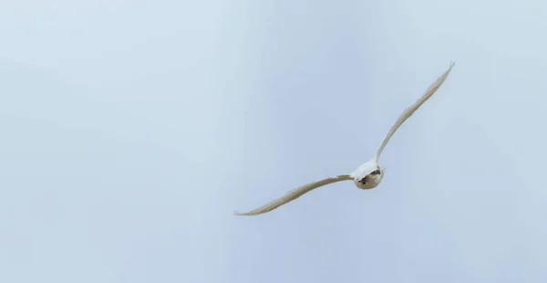 Cygne Muet Vol Ciel Bleu Cygnus Olor — Photo