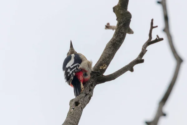 Μεγάλος Στικτός Τρυποκάρυδος Στο Κλαδί Dendrocopos Major — Φωτογραφία Αρχείου