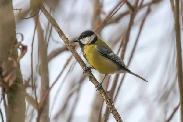 Great Tit Branch Parus Major Cute Little Bird — Stock Photo, Image