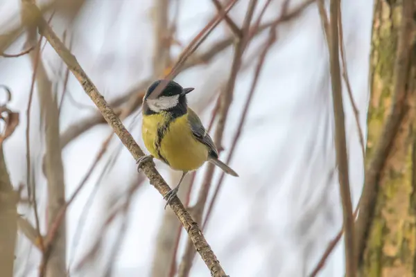 Great Tit Branch Parus Major Cute Little Bird — Stock Photo, Image