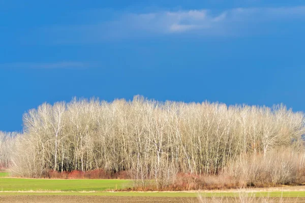 Vroege Voorjaar Natuur Landschap Vroeg Voorjaar Zonnige Dag Een Veld — Stockfoto