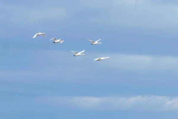 Лебеди Полете Голубое Небо Cygnus Color — стоковое фото
