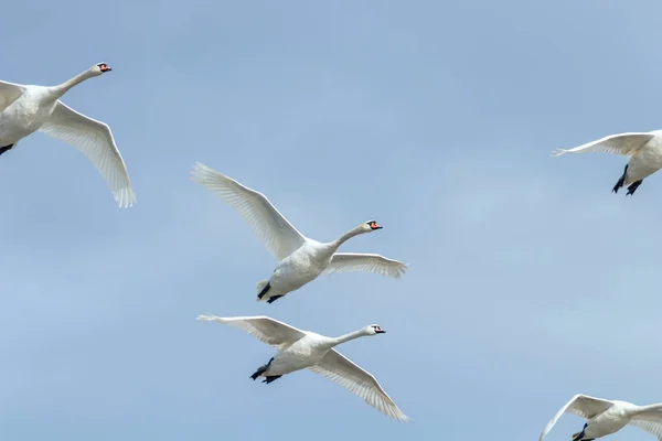 Cisnes Voo Céu Azul Cygnus Olor — Fotografia de Stock