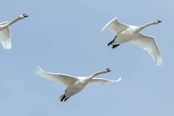 Cisnes Voo Céu Azul Cygnus Olor — Fotografia de Stock