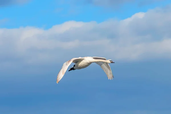Swan Flight Blue Sky Cygnus Olor — Stock Photo, Image