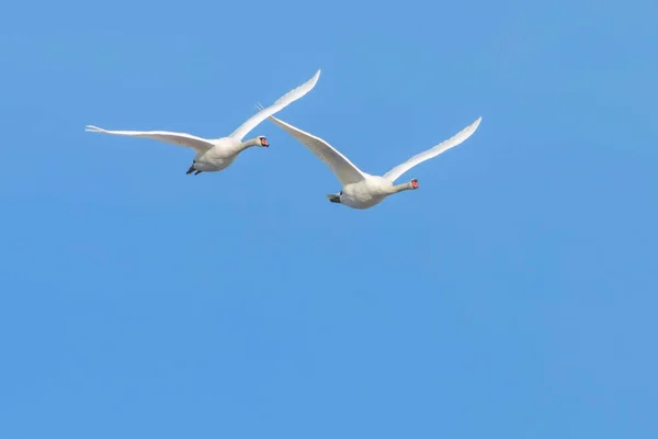 Dois Cisnes Voo Céu Azul Cygnus Olor — Fotografia de Stock