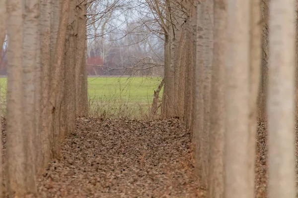 Rows Poplar Trees Spring Time Countryside — Stock Photo, Image