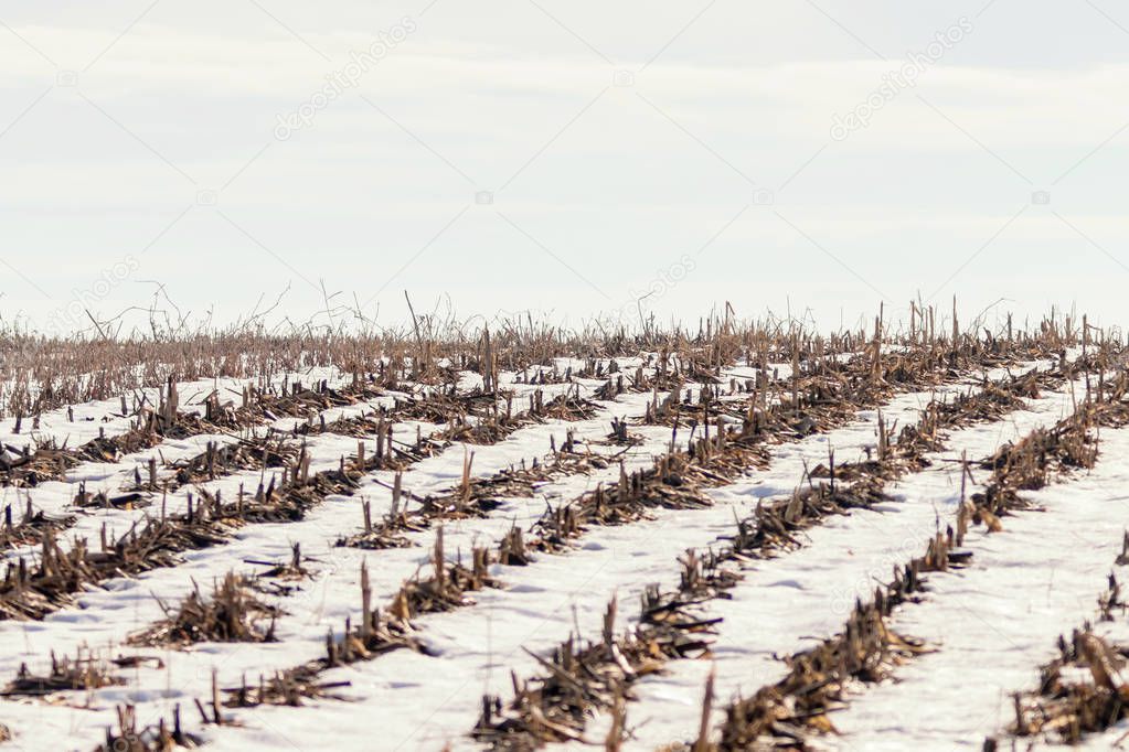 Harvested Corn field covered with snow, Snow covered field 