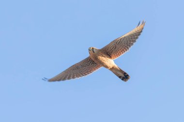 Kerkenez (Falco tinnunculus). Kerkenez uçuş