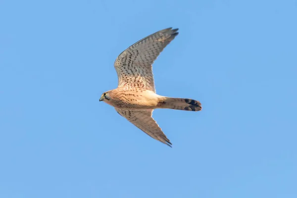 Kestrel Común Falco Tinnunculus Cernícalo Común Vuelo —  Fotos de Stock
