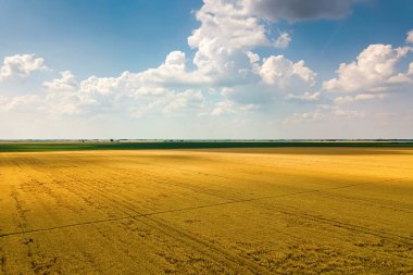 Güneşli yaz gününde ekin tarlalarının gerçek manzarası. Buğday Hasadı. 