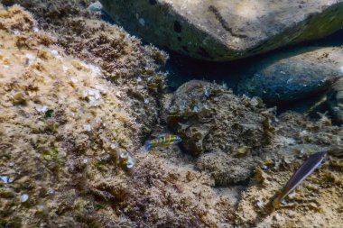 Deniz Yaşamı Su Altında Kayalar Güneş Işığı Altında Yaşam.