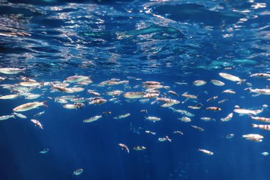 Suyun altındaki balık okulu. Suyun altındaki balıklar.