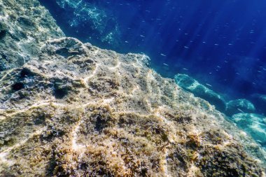 Deniz Yaşamı Su Altında Kayalar Güneş Işığı Altında Yaşam.