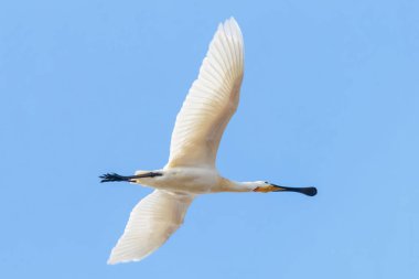 Uçuş sırasında Avrasya Kaşığı (Platalea lucorodia)