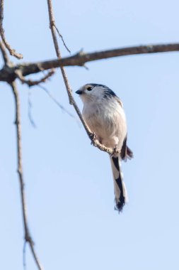 Uzun kuyruklu baştankara dalı (Bayağı uzunkuyruk) üzerinde küçük sevimli kuş
