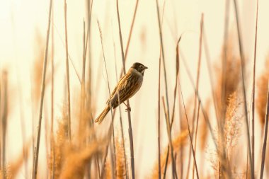 Sazlıkta oturan sazlık (Emberiza schoeniclus)