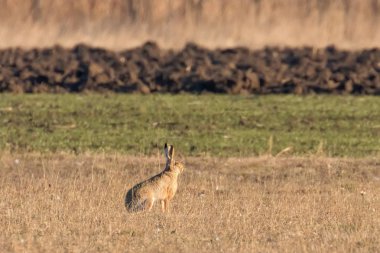 Avrupa kahverengi tavşan (tavşan europeaus) alanında gizleme tim bahar