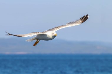 Büyük siyah martı denizin üzerinde uçuyor.